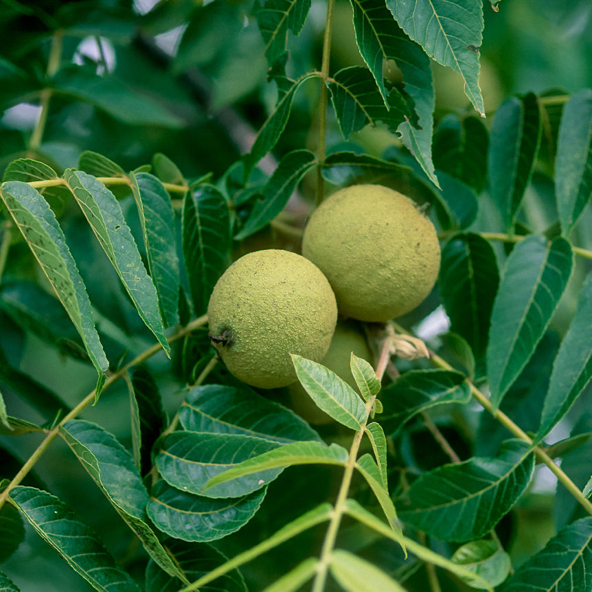 Black Walnut