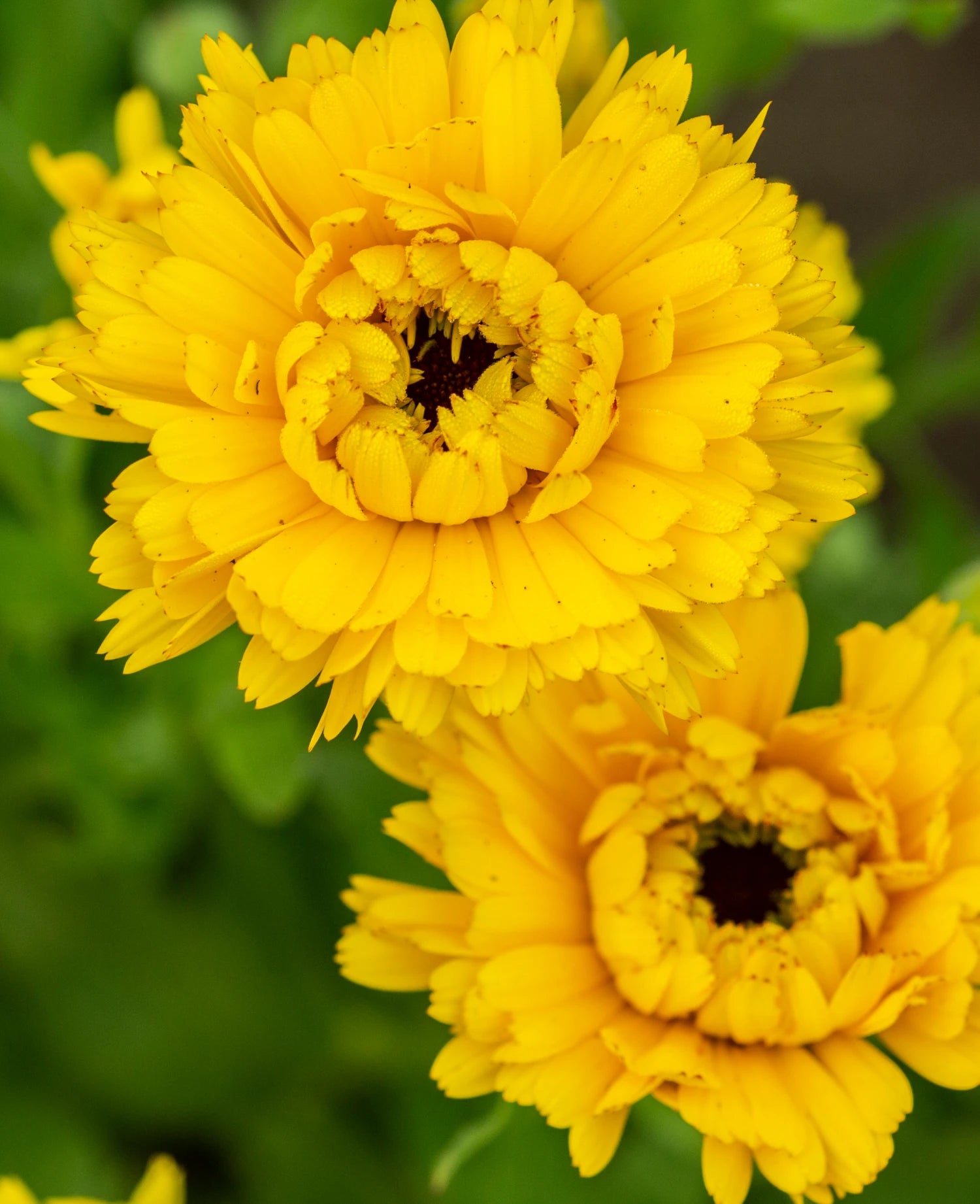 Calendula Succus