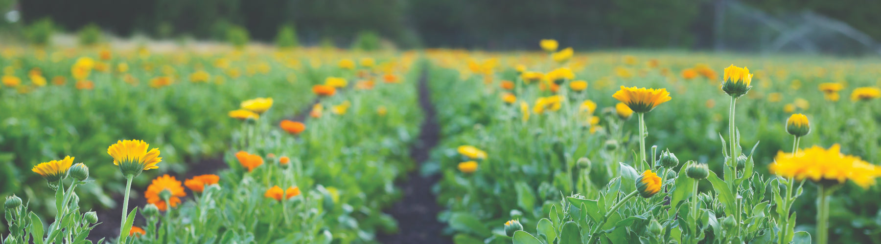 Calendula