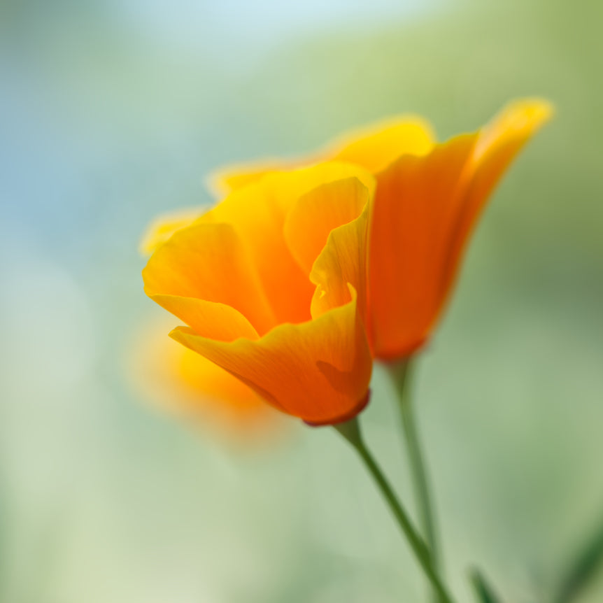California Poppy