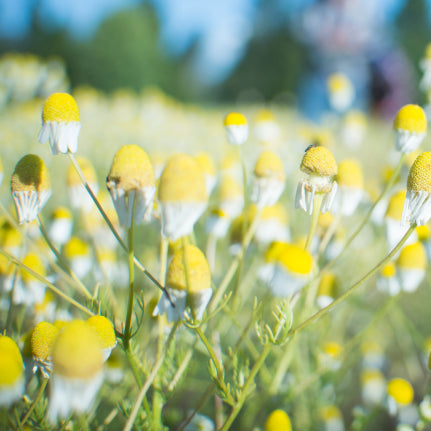 Chamomile