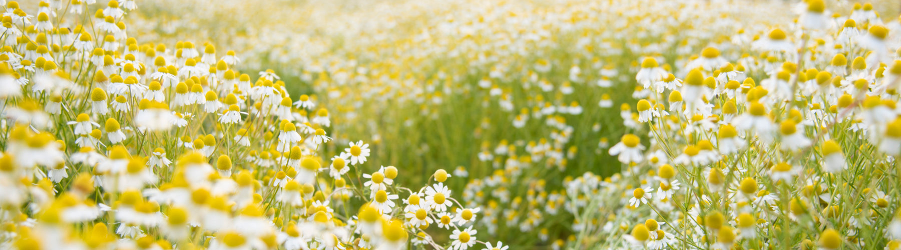 Chamomile