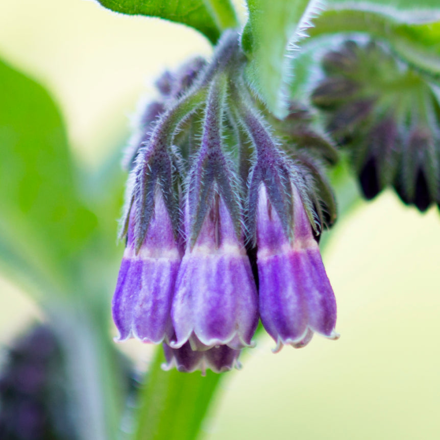 Herb Pharm Original Salve™