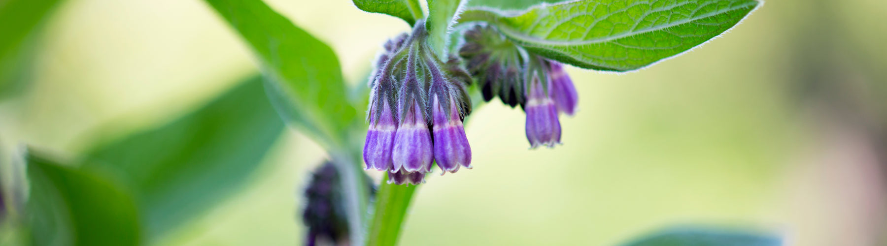 Comfrey
