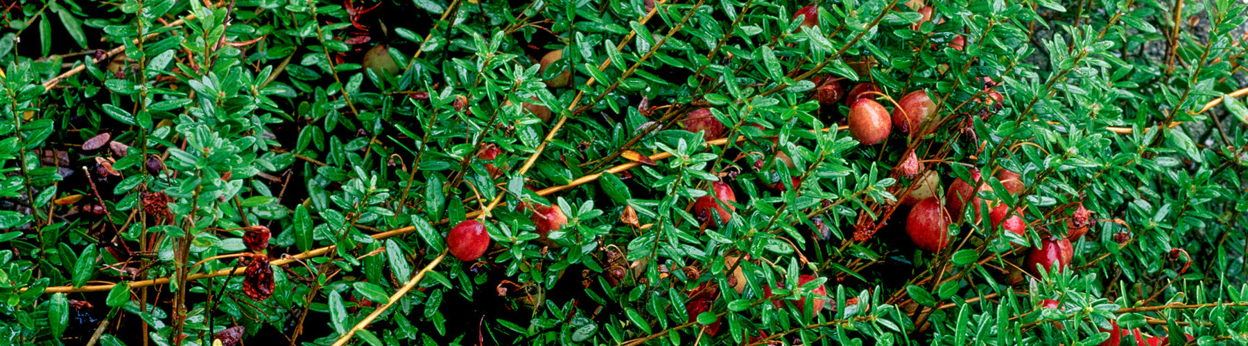 Cranberry