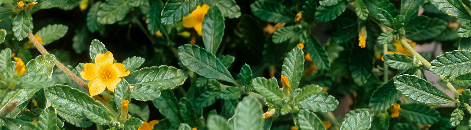 Damiana