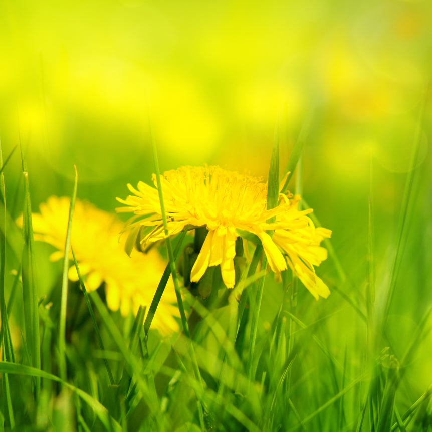Dandelion