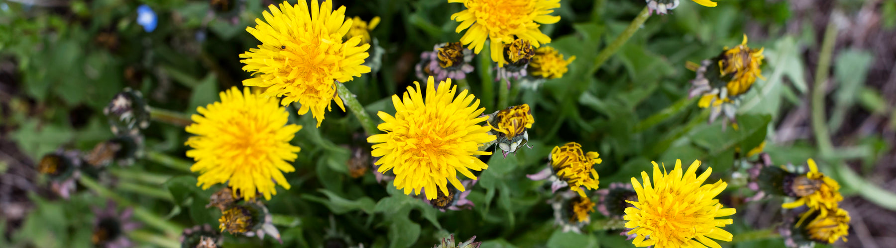 Dandelion