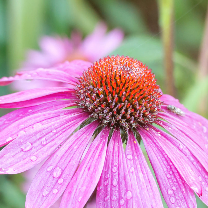 Soothing Throat Spray: Honey Sage