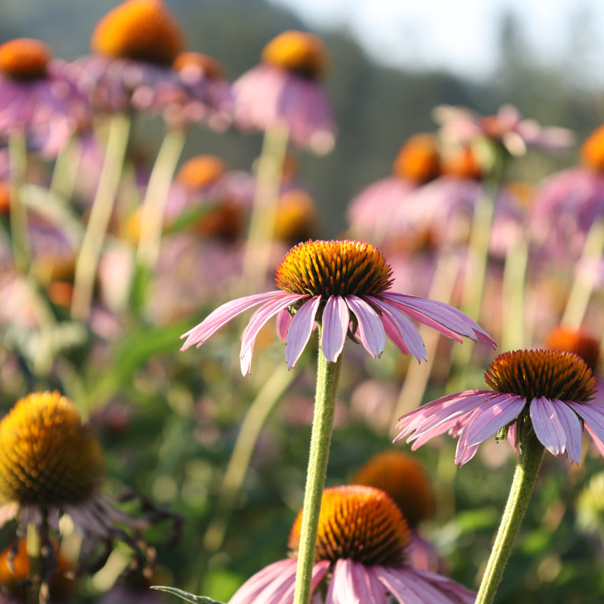 Rapid Immune Boost™