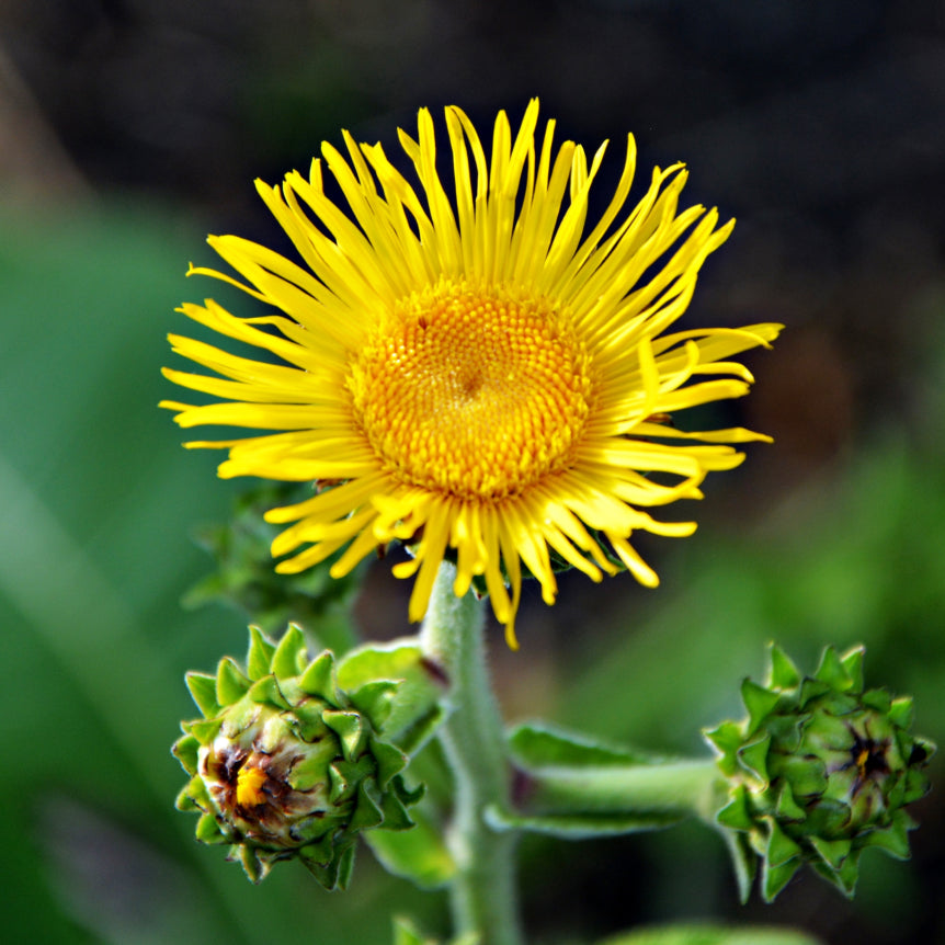 Elecampane
