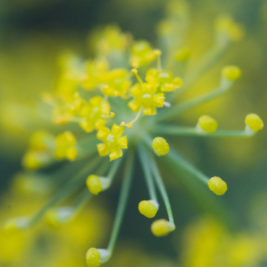 Fennel