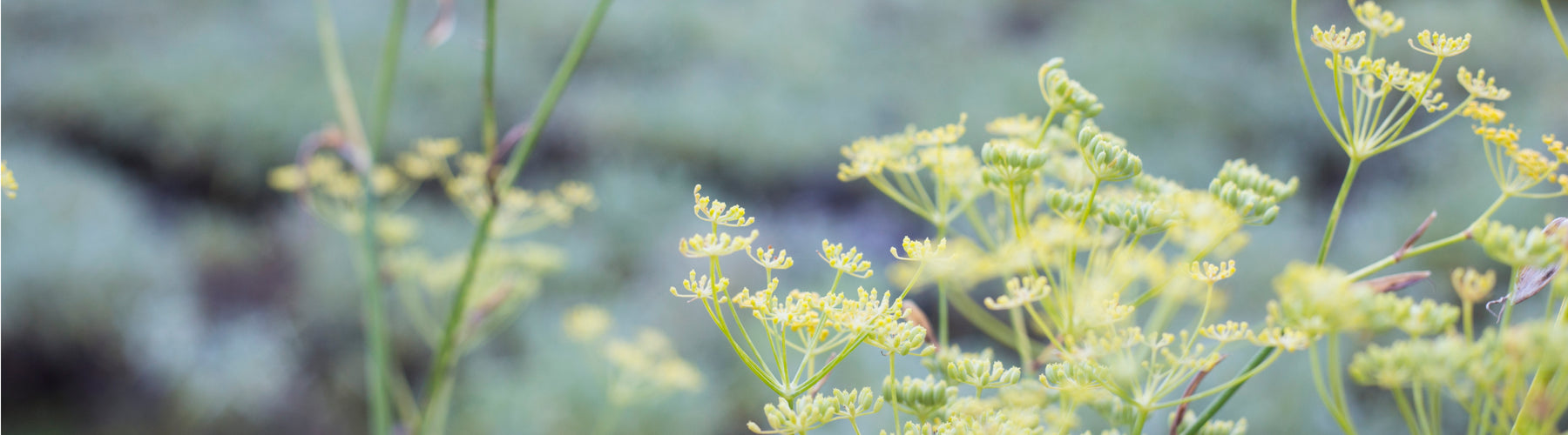 Fennel