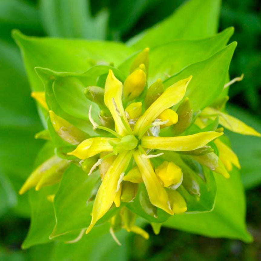 Gentian