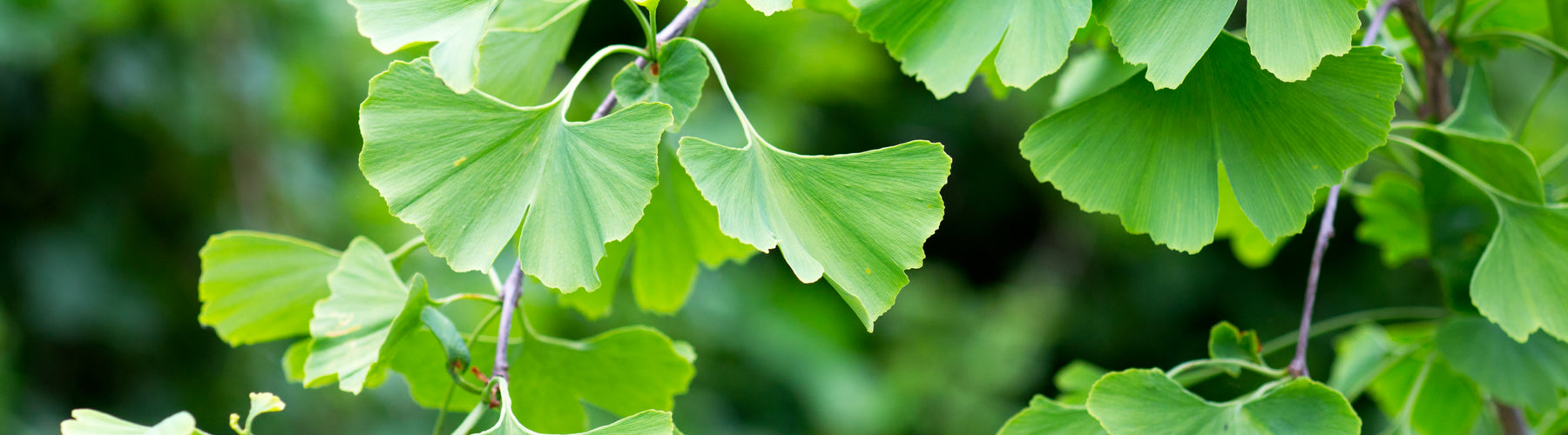Ginkgo