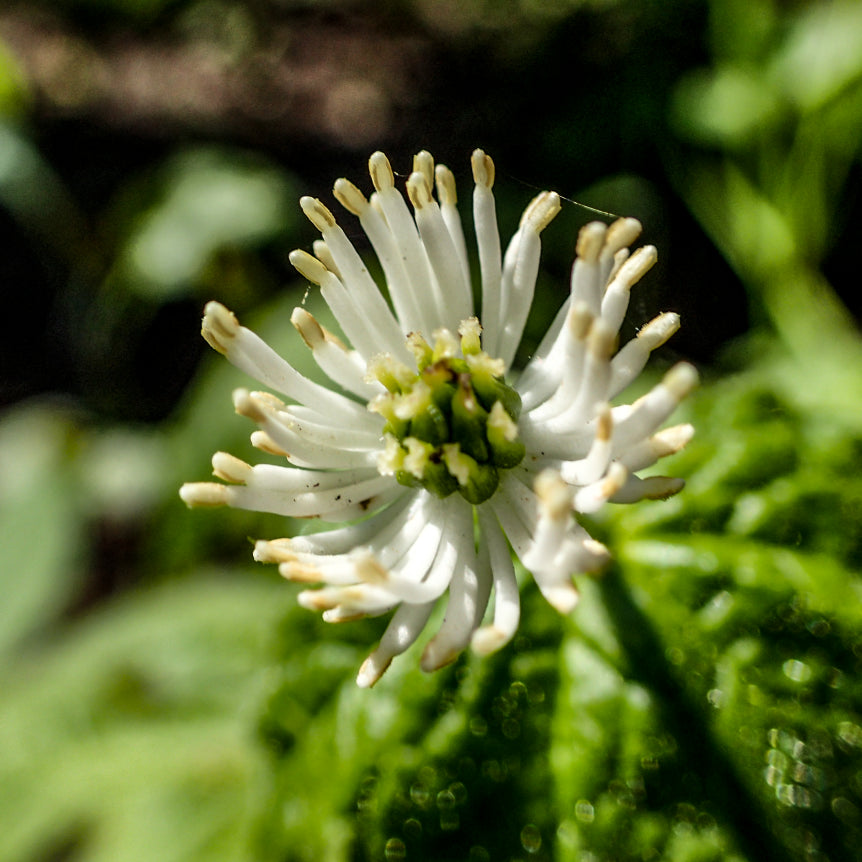 Goldenseal