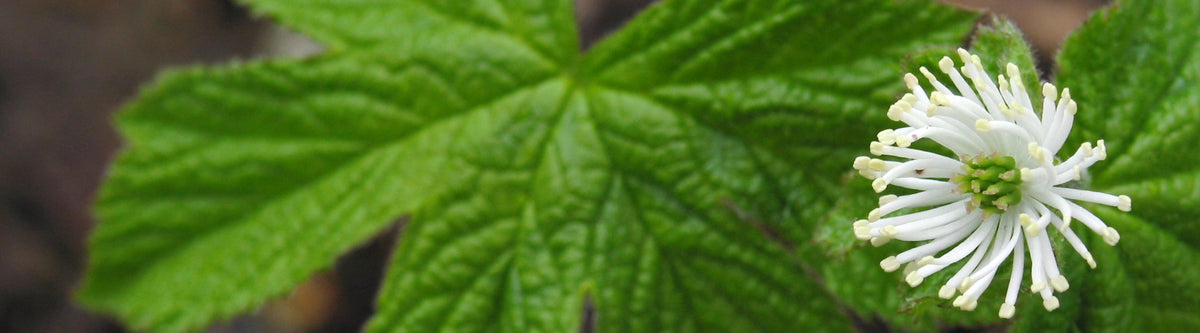 Golden Echinacea™