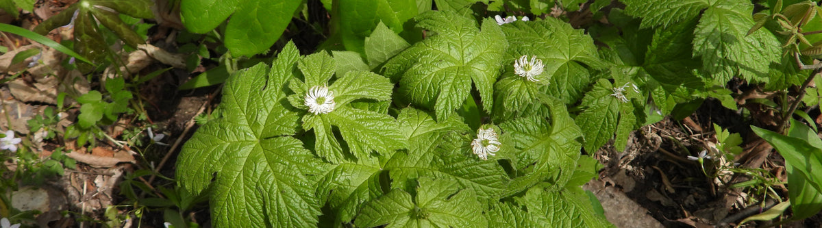 Goldenseal