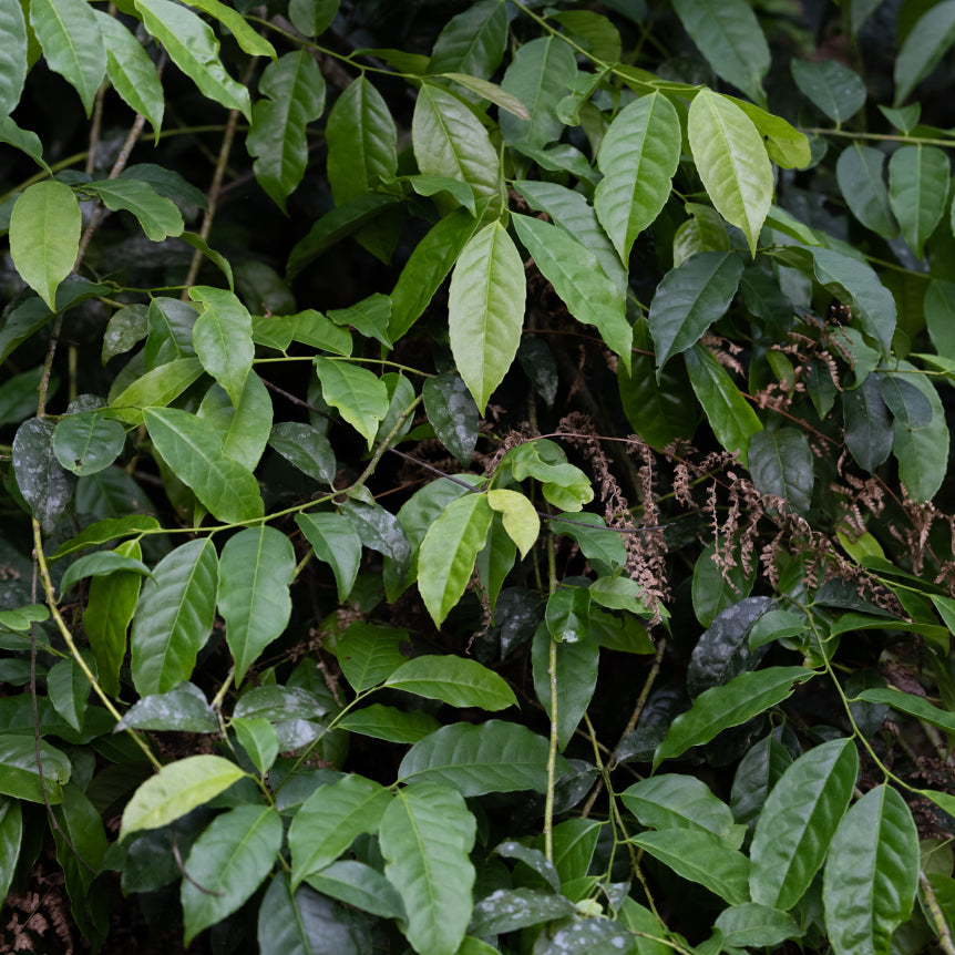 Guayusa