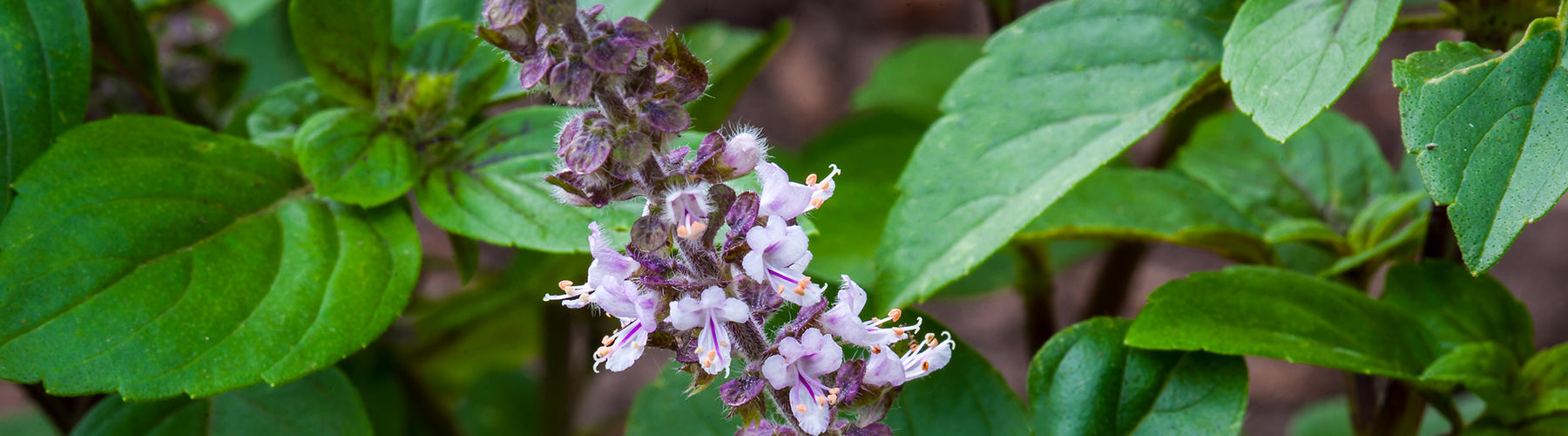 Herbs on the Go: Daily Stress Balance™