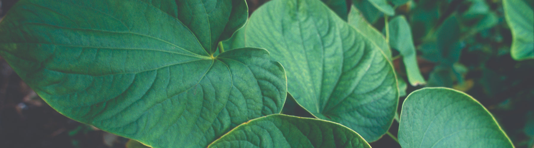 Mind Soother™: Lavender