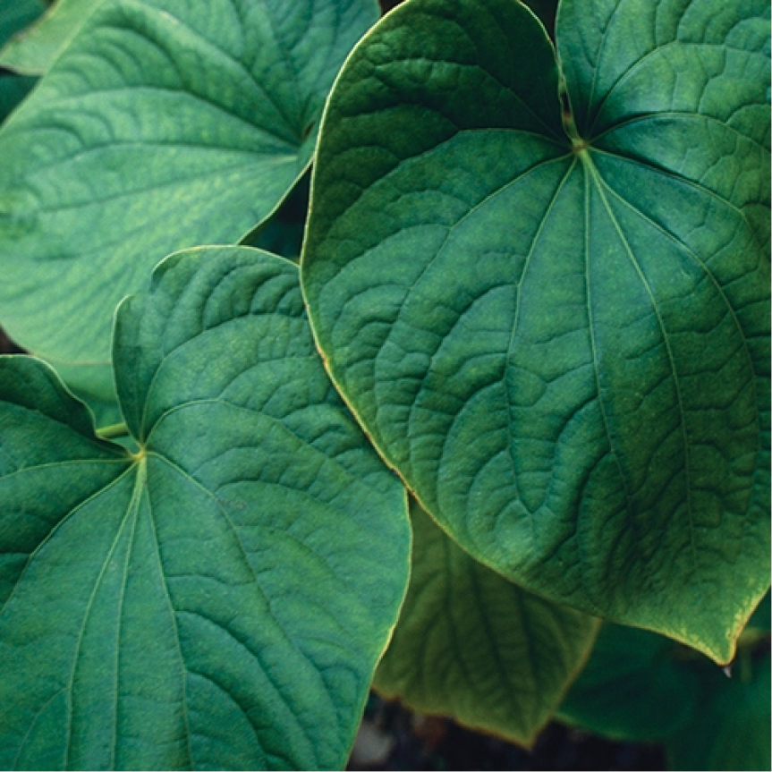 Mind Soother™: Lavender