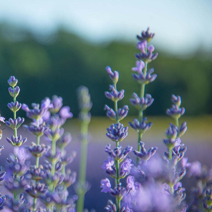 Mind Soother™: Lavender