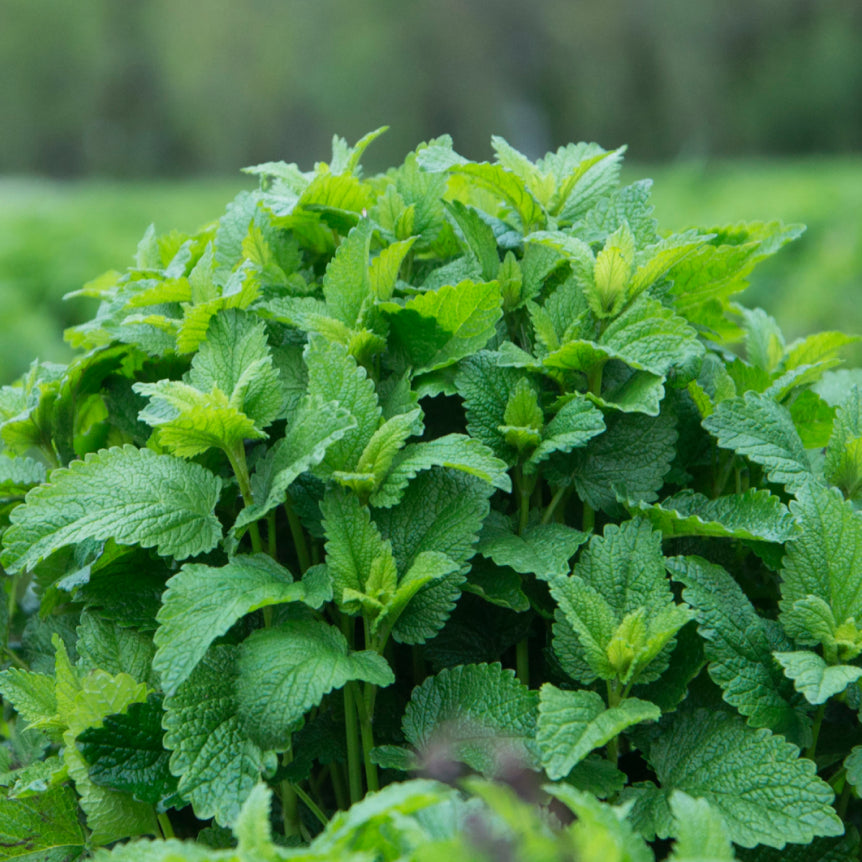 Kids Lemon Balm Calm™