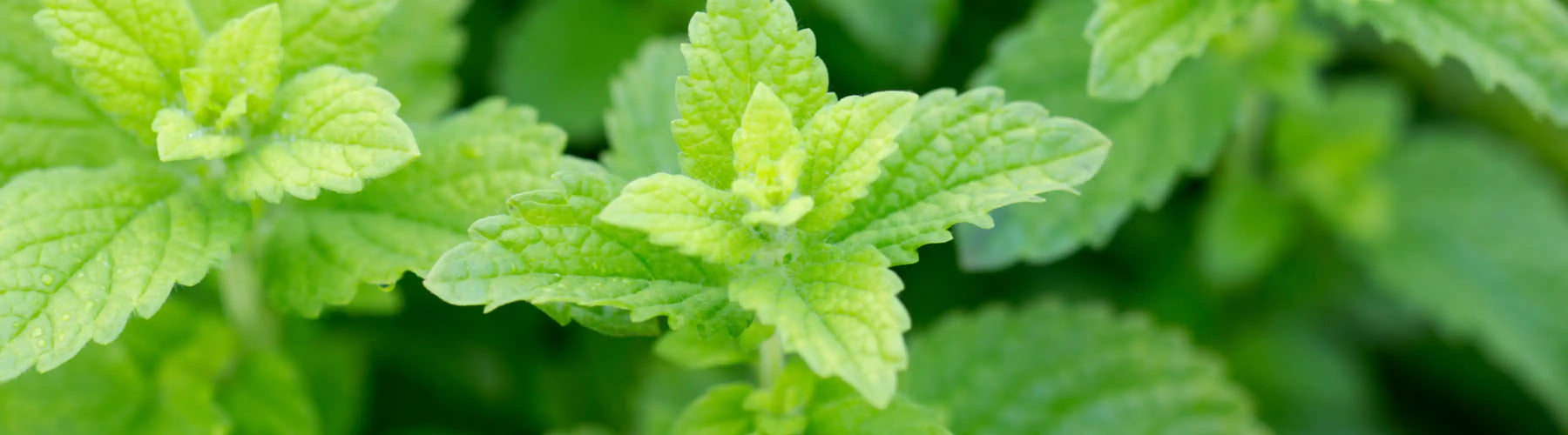 Lemon Balm Calm™
