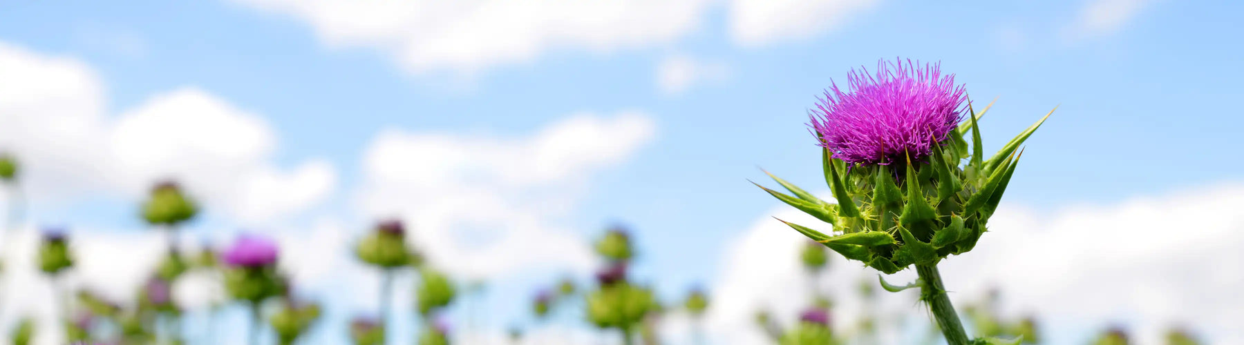 Milk Thistle
