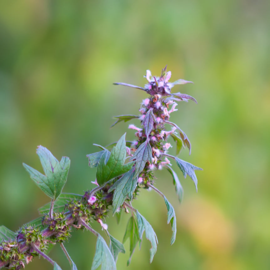 Motherwort