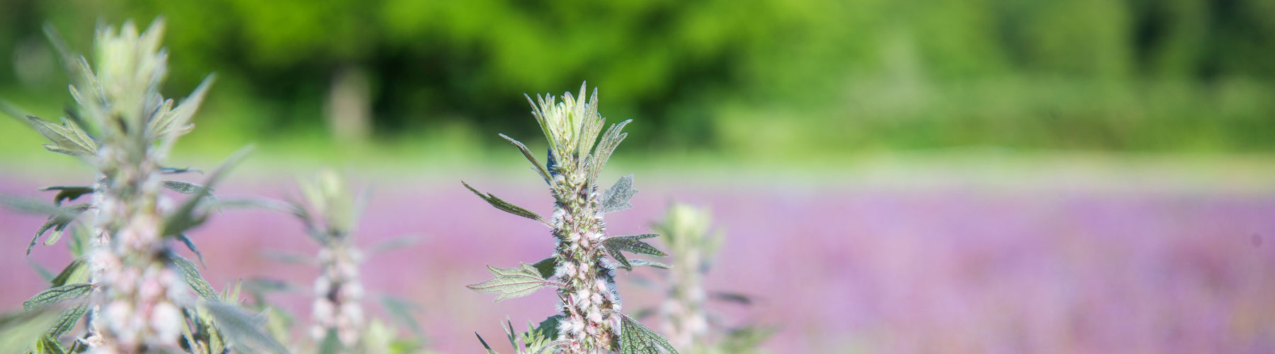 Motherwort