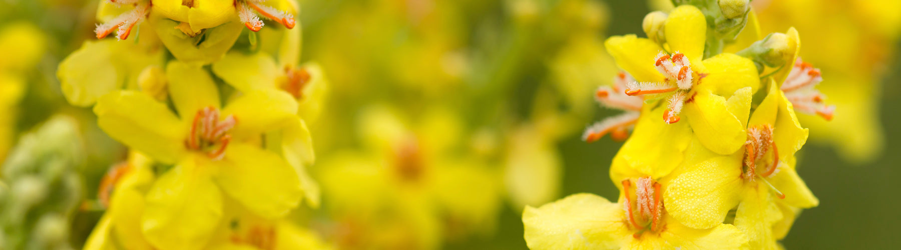 Mullein Garlic Oil
