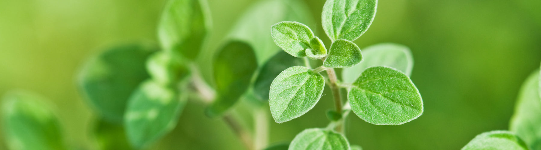 Oil of Oregano