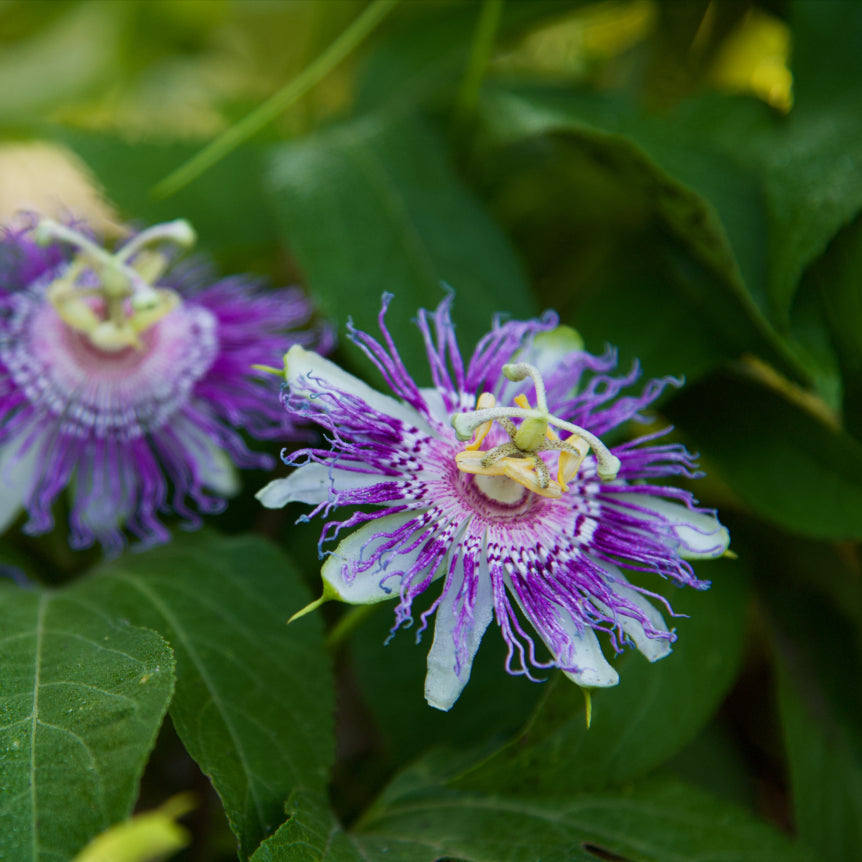 Passionflower
