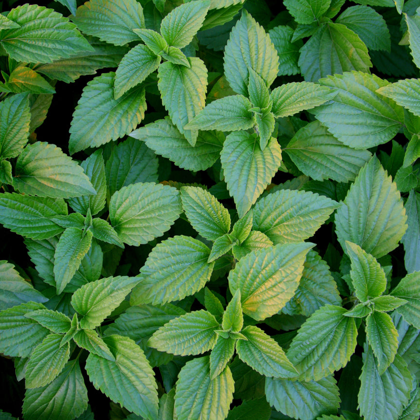 Breath Refresher™: Peppermint