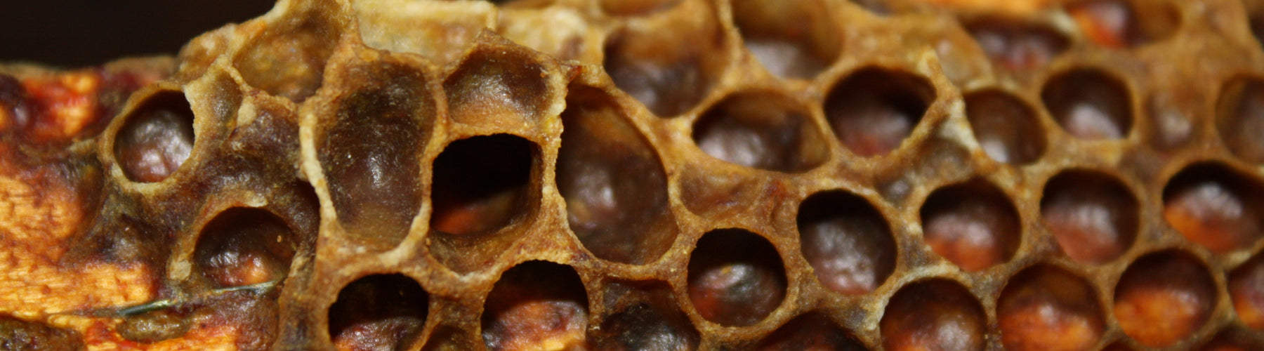 Propolis