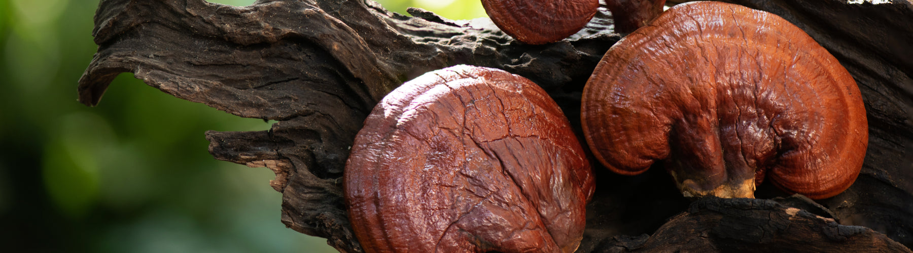 Reishi