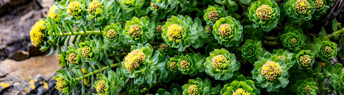 Rhodiola