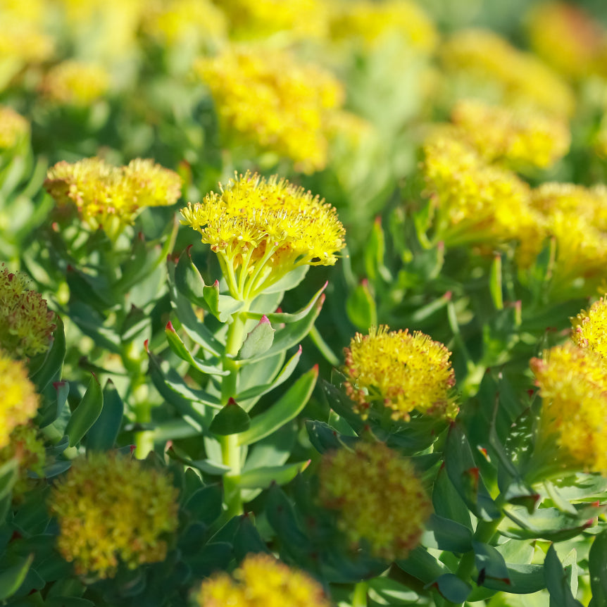 Rhodiola