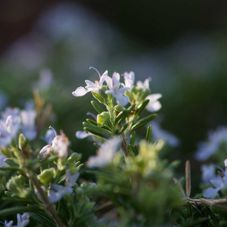 Rosemary