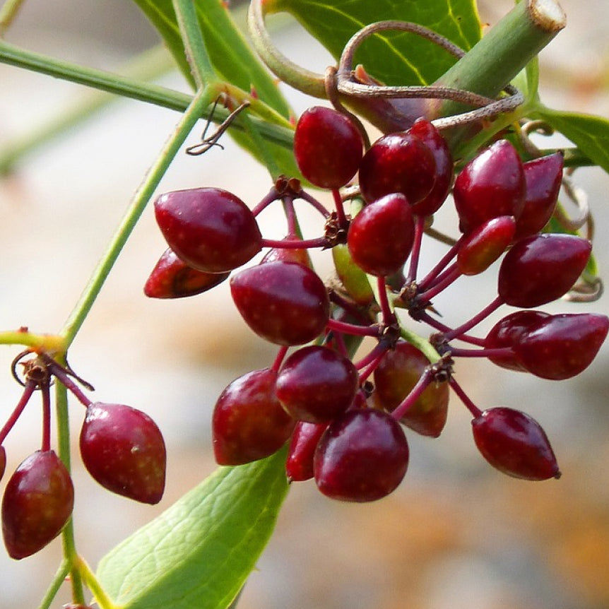 Sarsaparilla