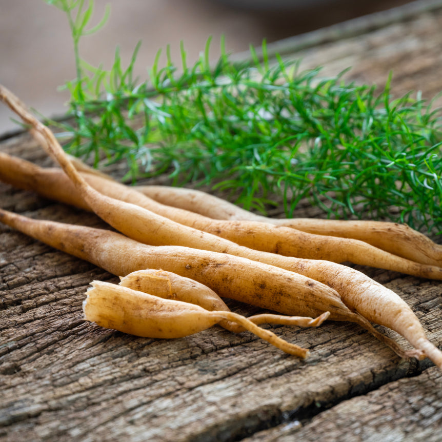 Shatavari Liquid Herbal Extract
