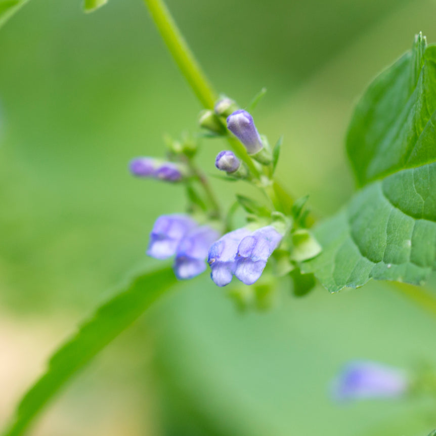 Skullcap
