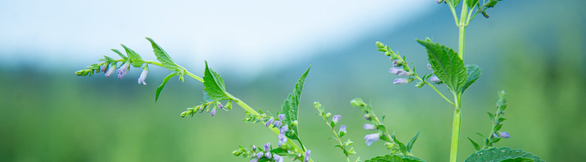 Skullcap