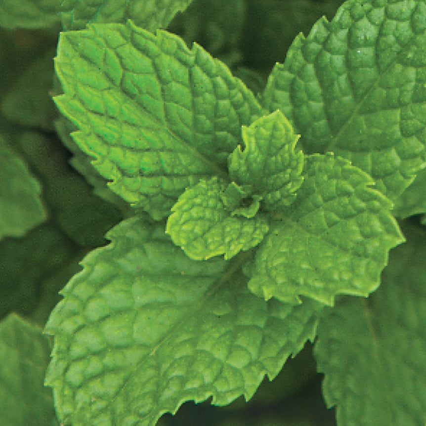 Breath Refresher™: Spearmint