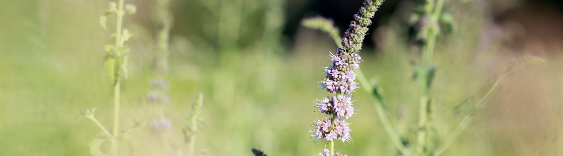 Breath Refresher™: Spearmint