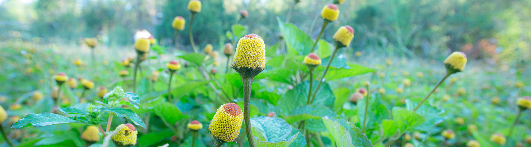 Spilanthes