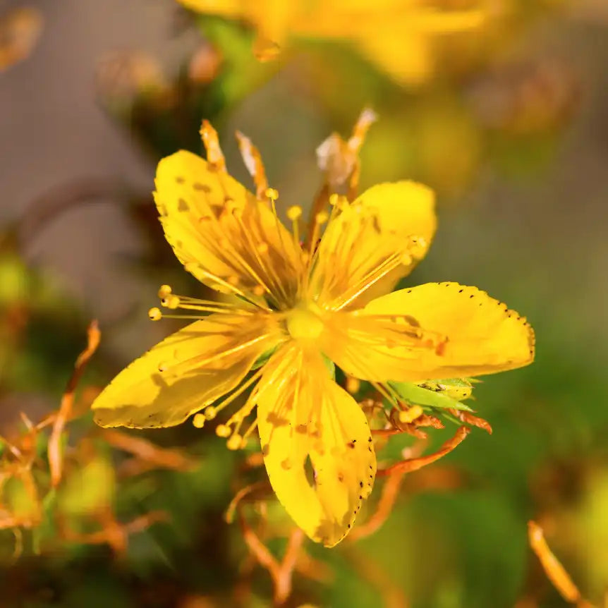 johns wort glutathione Mechanisms of hepatocellular toxicity associated with the components of St. John's extract hypericin and hyperforin in HepG2 and HepaRG cells Drug Interactions with St John's