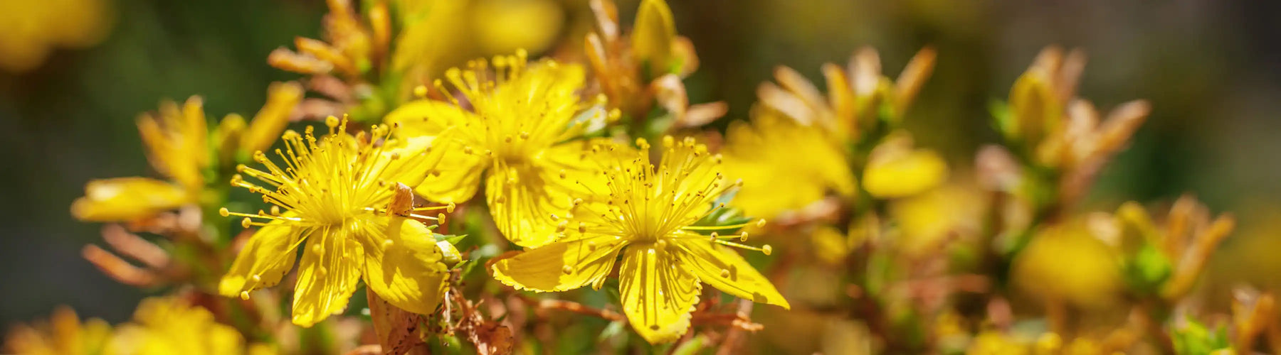 St. John's Wort Liquid Herbal Extract